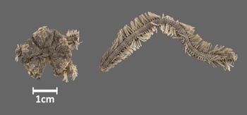 Media type: image;   Invertebrate Zoology OPH-2343 Aspect: dorsal